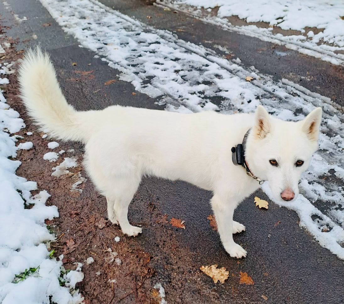 GPS Tracker für Hunde mit Aktivitätstracking