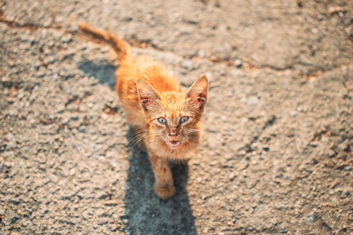 Katze gefunden: was tun? Infos & Tipps