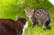 Exzellenter Orientierungssinn – Das Revier einer Katze